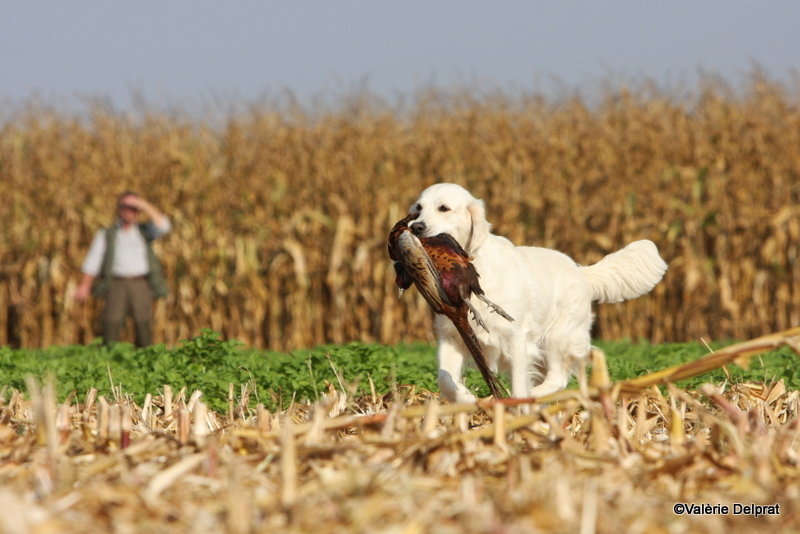 Field Erstein 09 (131).JPG